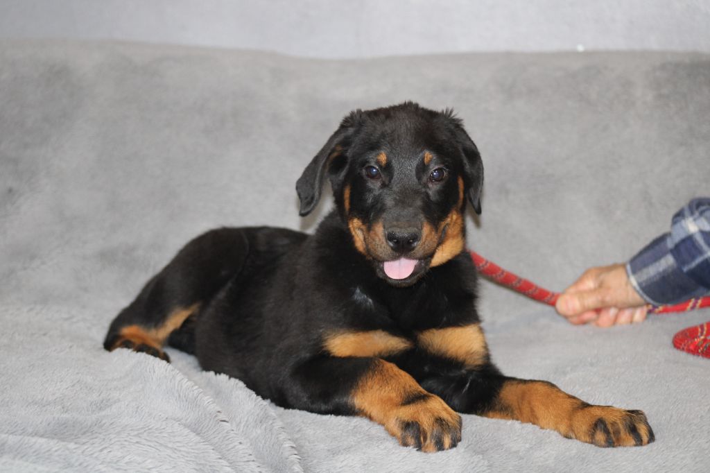 Des Terres Deauson - Chiot disponible  - Berger de Beauce