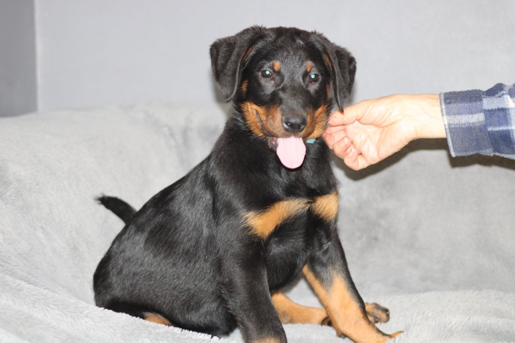 Des Terres Deauson - Chiot disponible  - Berger de Beauce