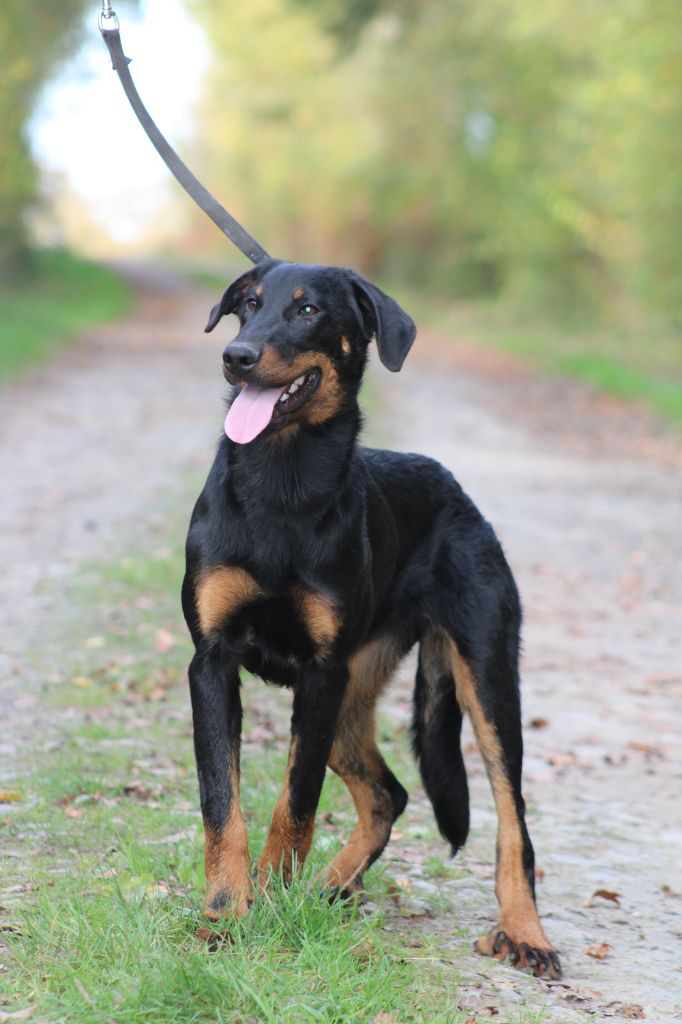 Des Terres Deauson - Chiot disponible  - Berger de Beauce