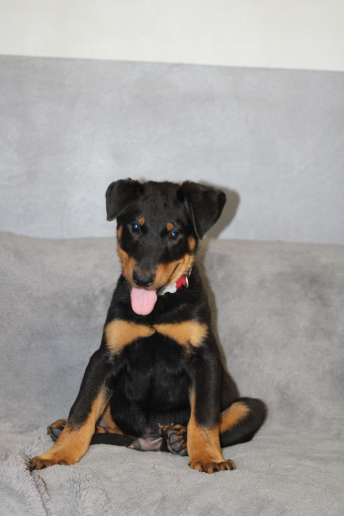 Des Terres Deauson - Chiot disponible  - Berger de Beauce