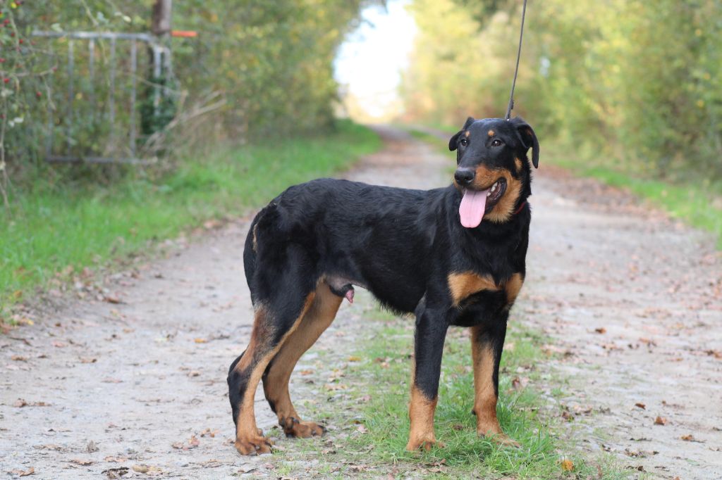 Des Terres Deauson - Chiot disponible  - Berger de Beauce