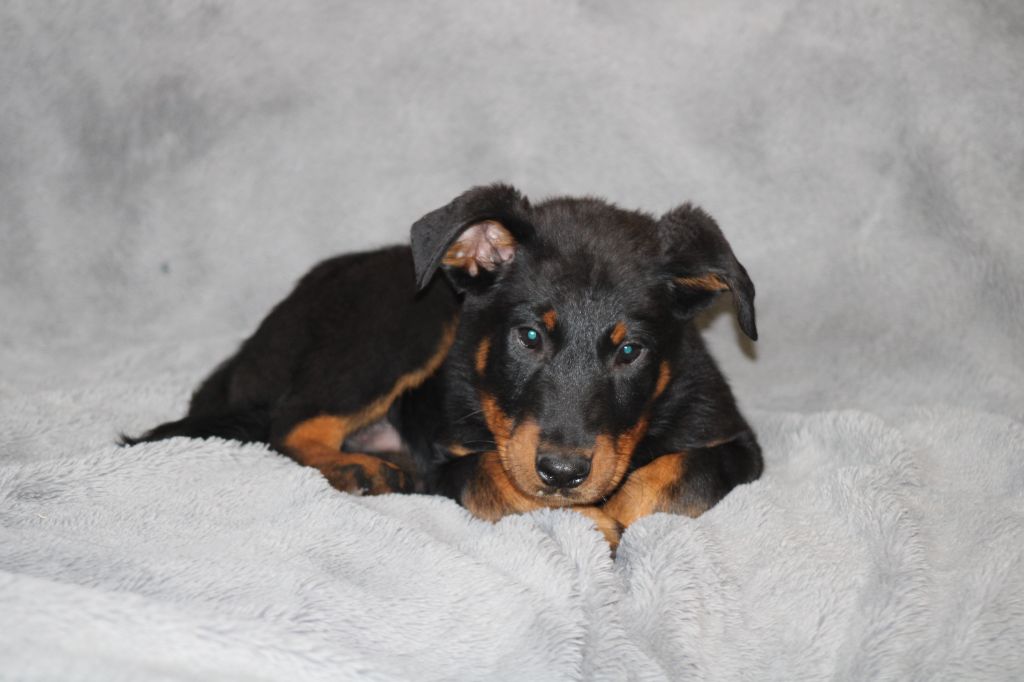 Des Terres Deauson - Chiot disponible  - Berger de Beauce