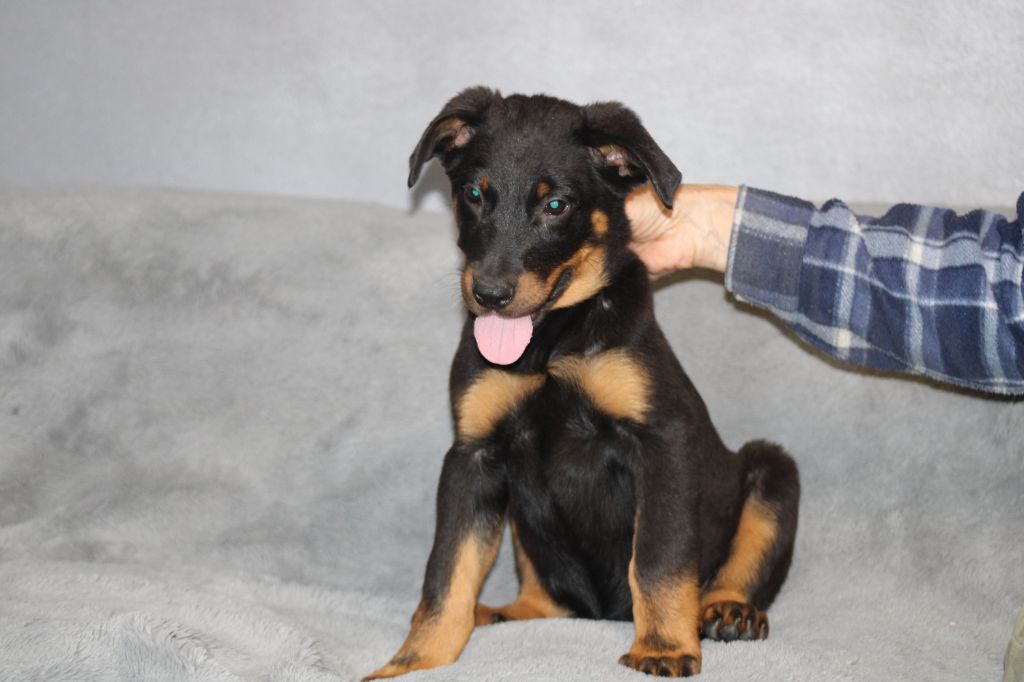 Des Terres Deauson - Chiot disponible  - Berger de Beauce