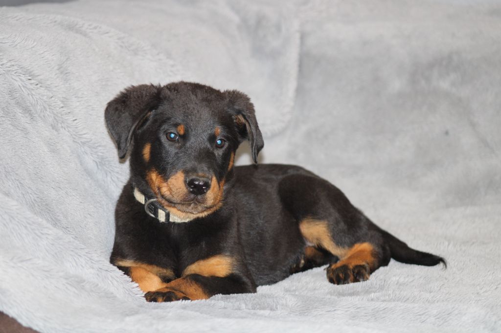 Des Terres Deauson - Chiot disponible  - Berger de Beauce