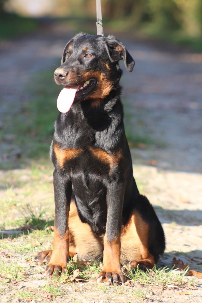 Des Terres Deauson - Chiot disponible  - Berger de Beauce