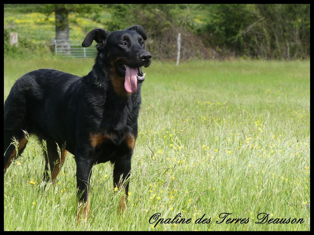 Opaline Des Terres Deauson