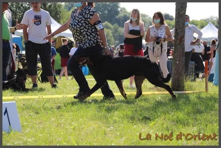 Rantzau de la Noé d'Orient
