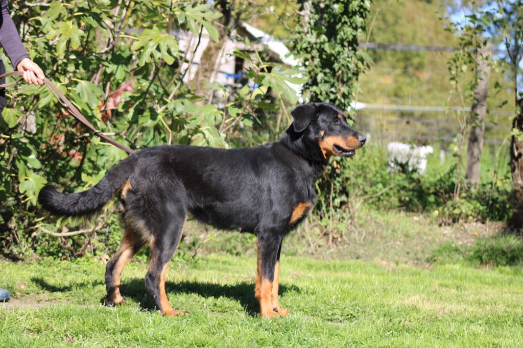 Umpa lumpa Des Terres Deauson