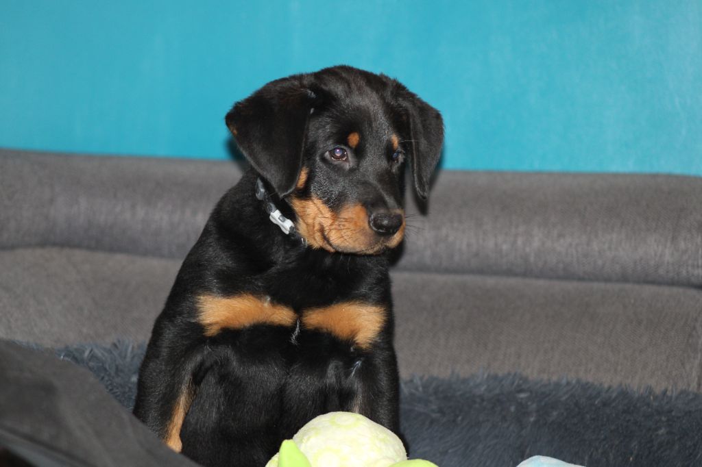 Des Terres Deauson - Chiots disponibles - Berger de Beauce