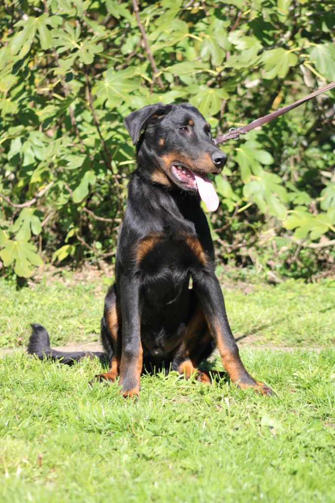 Des Terres Deauson - Chiots disponibles - Berger de Beauce