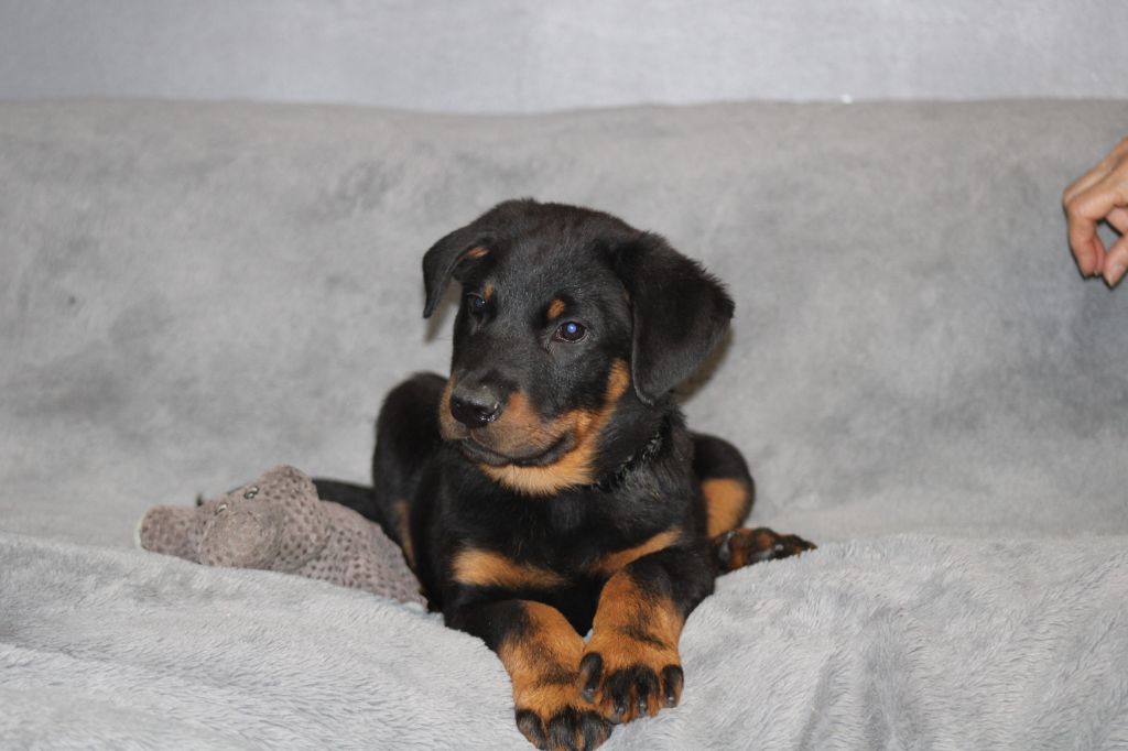 Des Terres Deauson - Chiots disponibles - Berger de Beauce