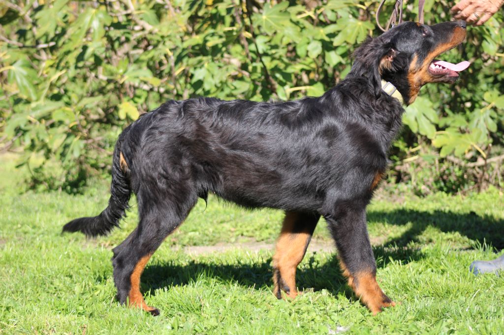 Des Terres Deauson - Chiots disponibles - Berger de Beauce