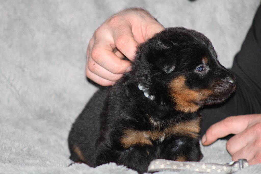 Des Terres Deauson - Chiots disponibles - Berger de Beauce