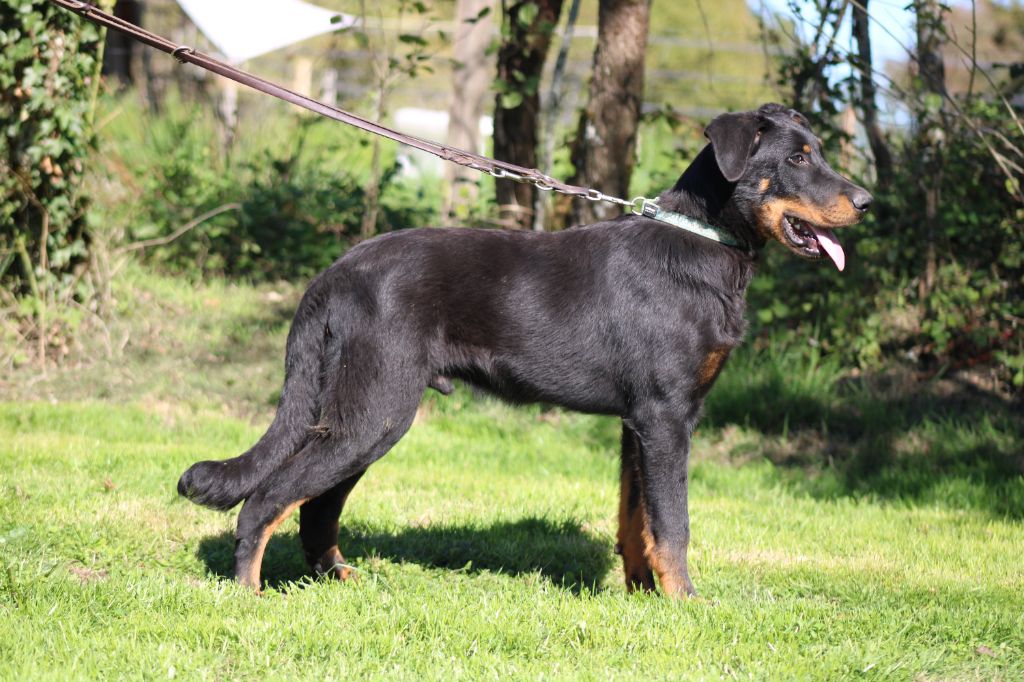 Des Terres Deauson - Chiots disponibles - Berger de Beauce