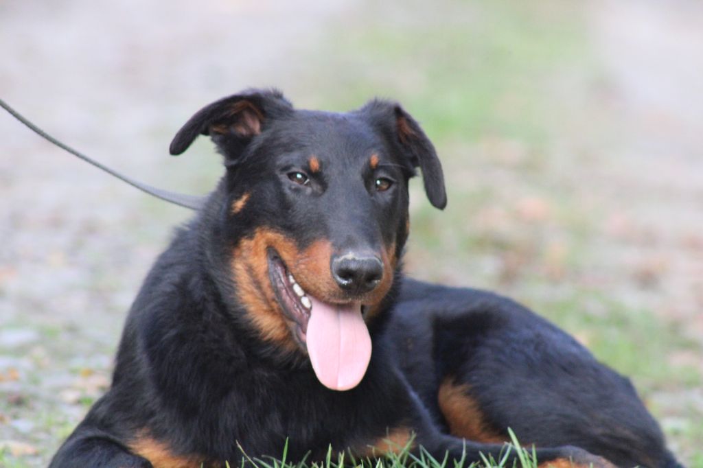 Des Terres Deauson - Chiots disponibles - Berger de Beauce