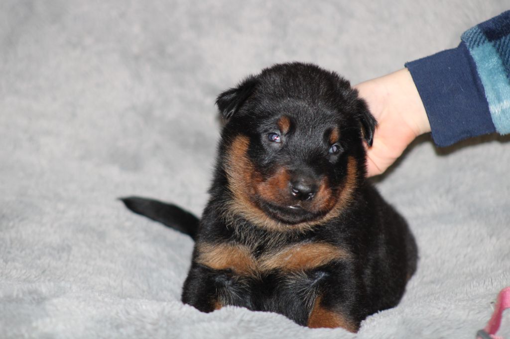 Des Terres Deauson - Chiots disponibles - Berger de Beauce