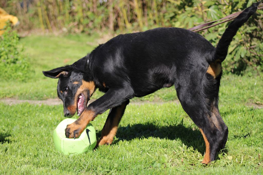 Des Terres Deauson - Chiots disponibles - Berger de Beauce