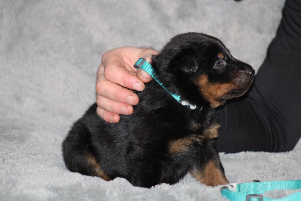 Des Terres Deauson - Chiots disponibles - Berger de Beauce